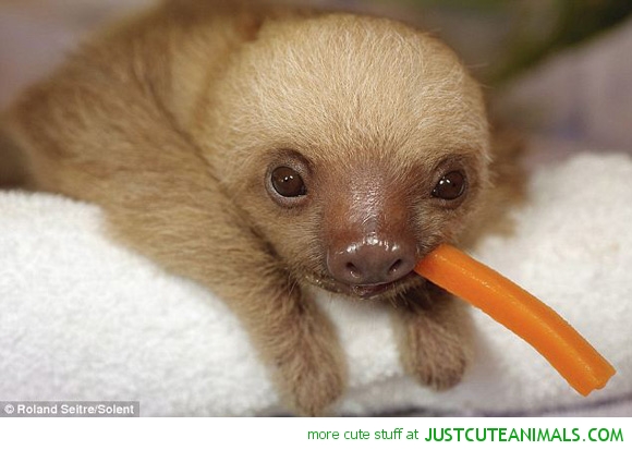 cute-animals-baby-sloth-eating-carrot-pics